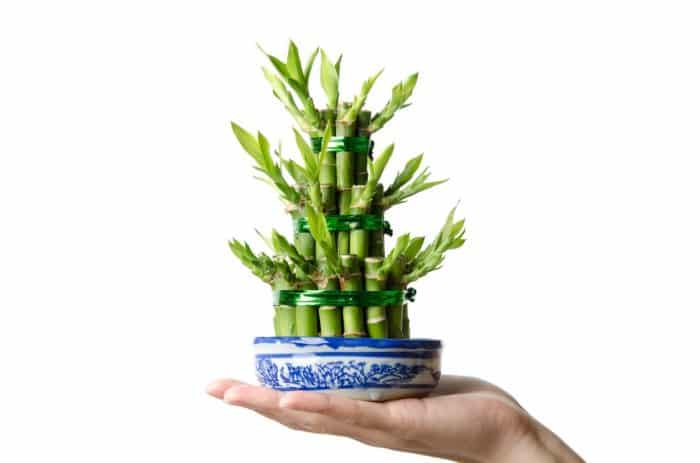 Dracaena Sanderiana (Lucky Bamboo / Pohon Bambu Keberuntungan)
