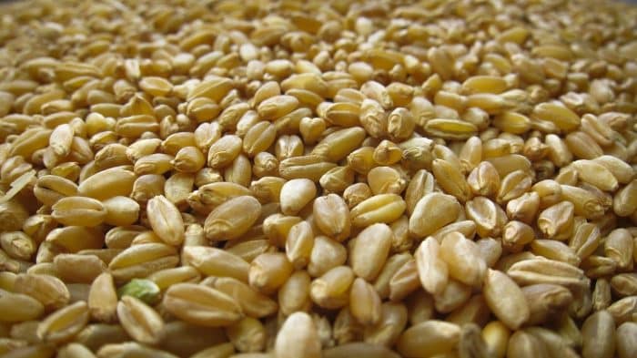 Durem Wheat