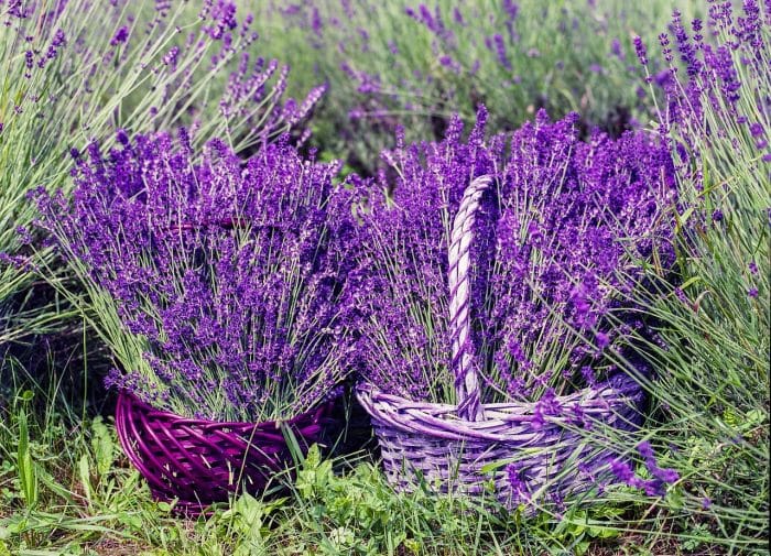 Harga Tanaman Lavender yang Dijual