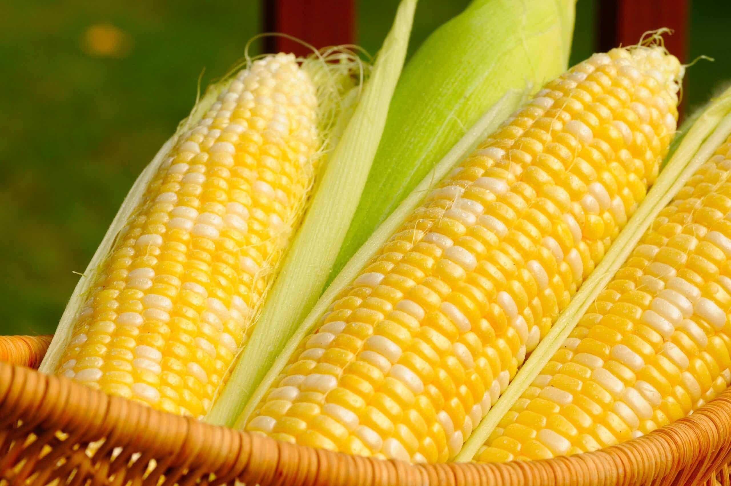 Jagung Mutiara Thegorbalsla