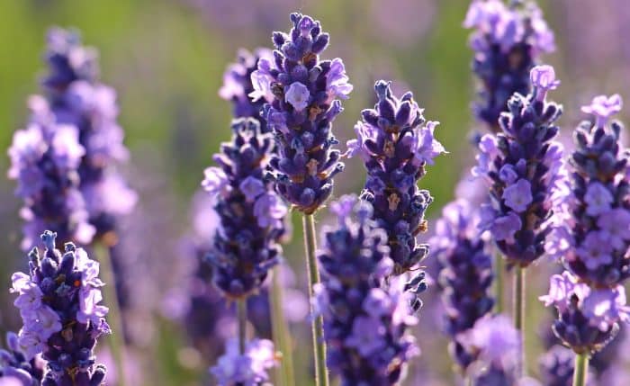 Jenis Lavender “Lavandula Lanata”
