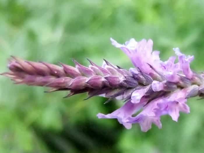 Jenis Lavender “Lavandula Pinnata (Ferleaf Lavender)”