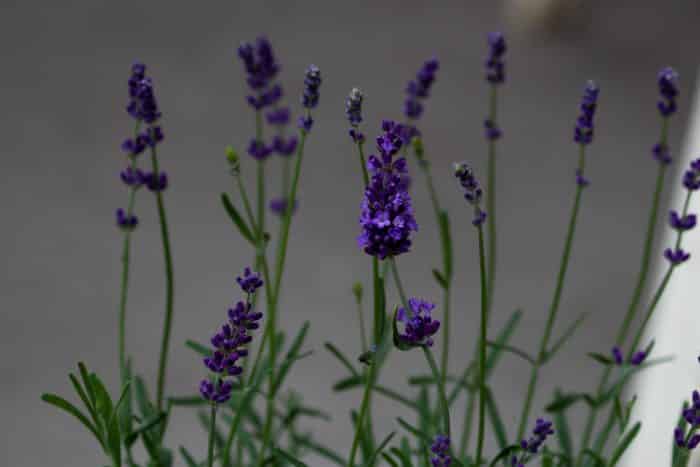 Jenis Lavender “”Lavandula Rotundifolia”