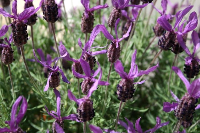 Jenis Lavender “Lavandula Stoechas (Lavender Spanyol)”