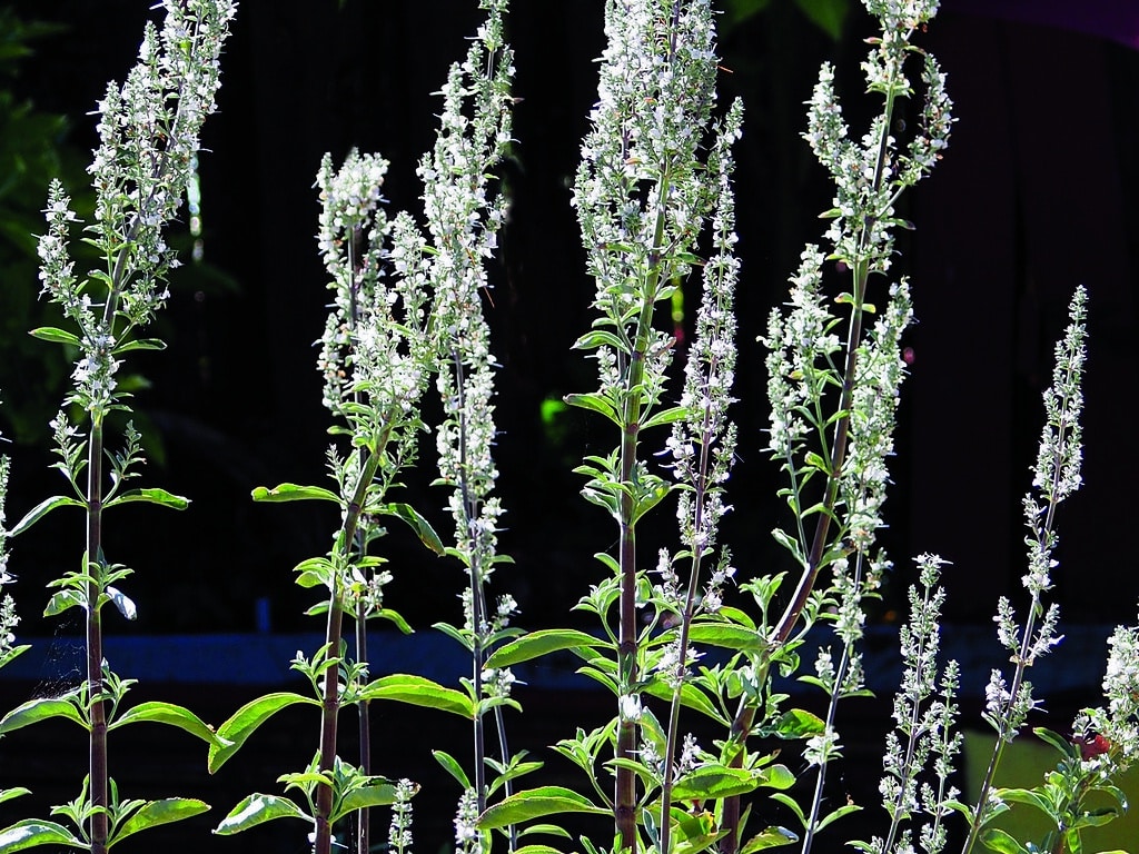 Jenis Lavender  Salvia Apiana Lavender Putih  Thegorbalsla