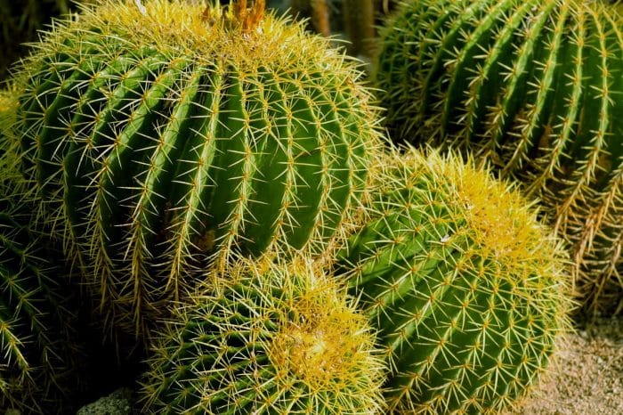 7. Kaktus Bola Emas