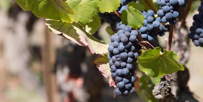 Klasifikasi Tanaman Anggur
