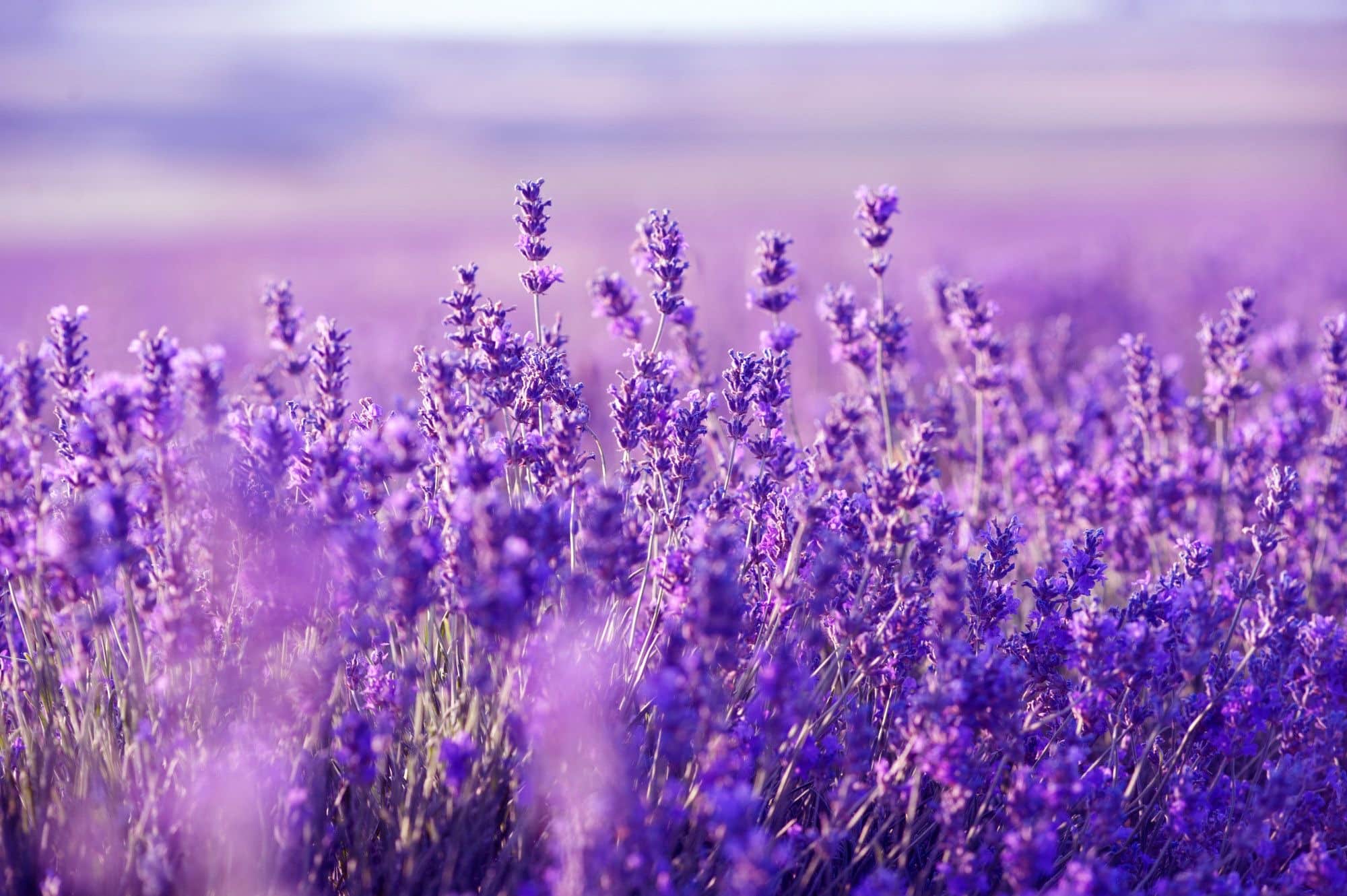 10. Lavender and Lavender Glitter French Tips - wide 7