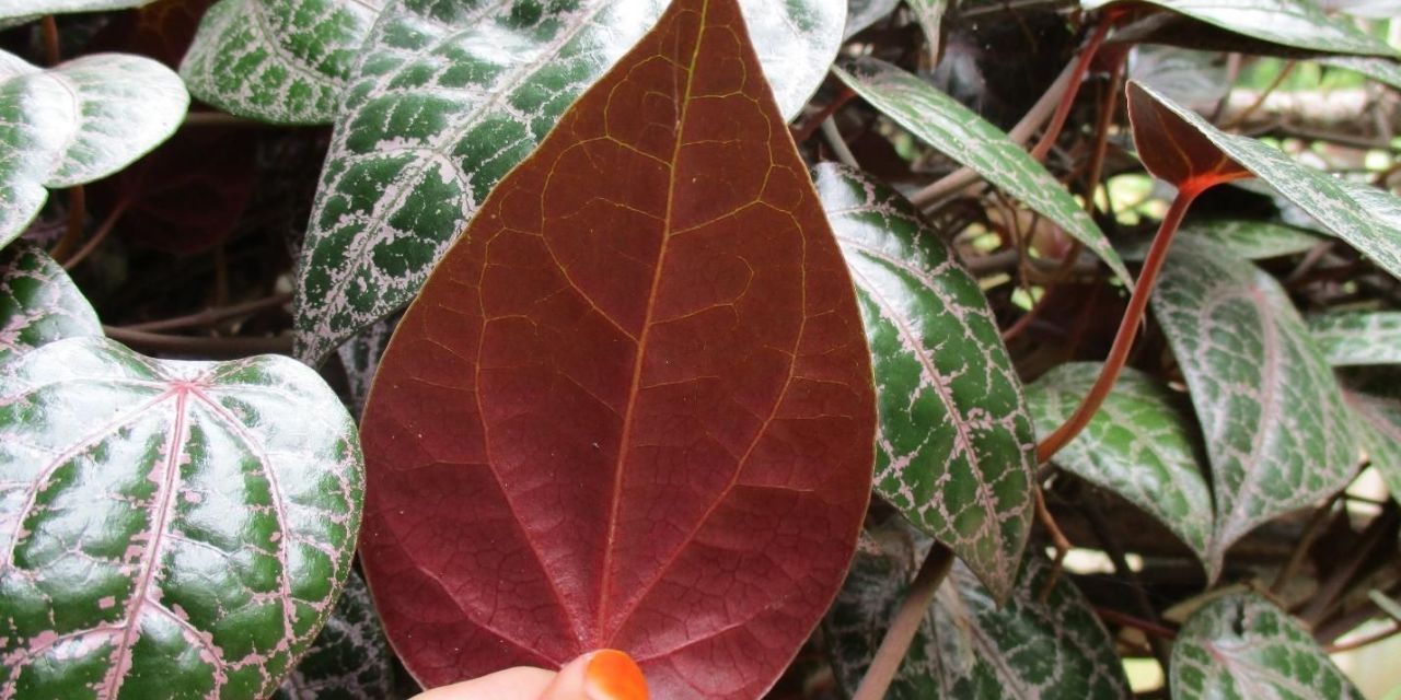 Manfaat Daun Sirih Merah - Thegorbalsla