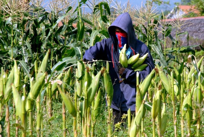 5 Tanaman Jagung Manfaat dan cara budidaya 