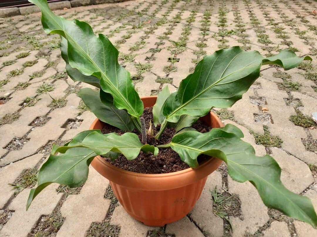 Memberikan kesegaran - Thegorbalsla