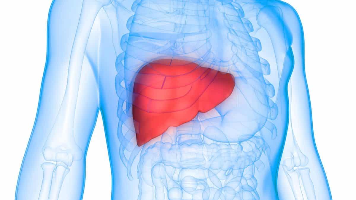 Menjaga kesehatan organ hati  Thegorbalsla