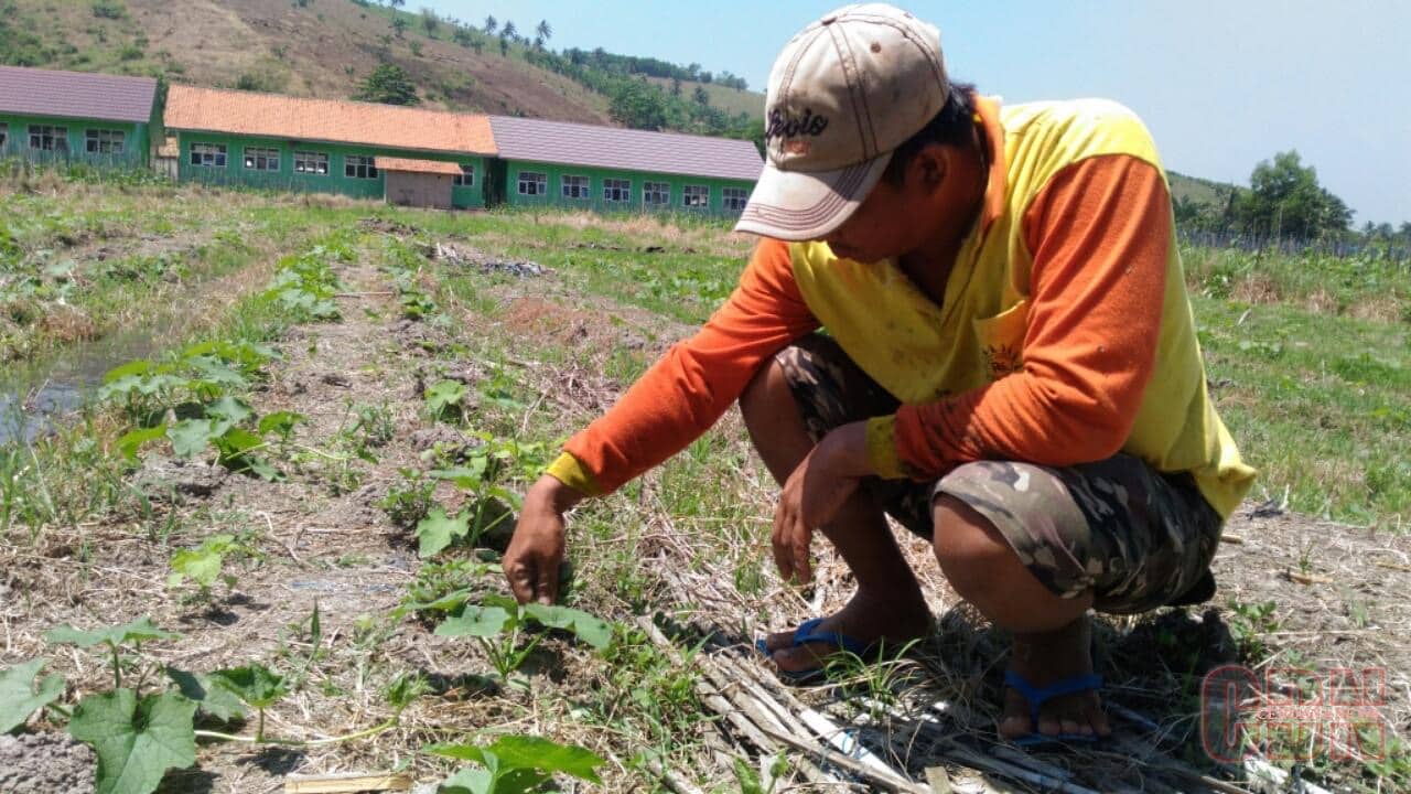  Merawat  Tanaman  Melon Saat Musim Hujan Thegorbalsla