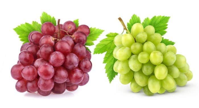 Morfologi buah anggur