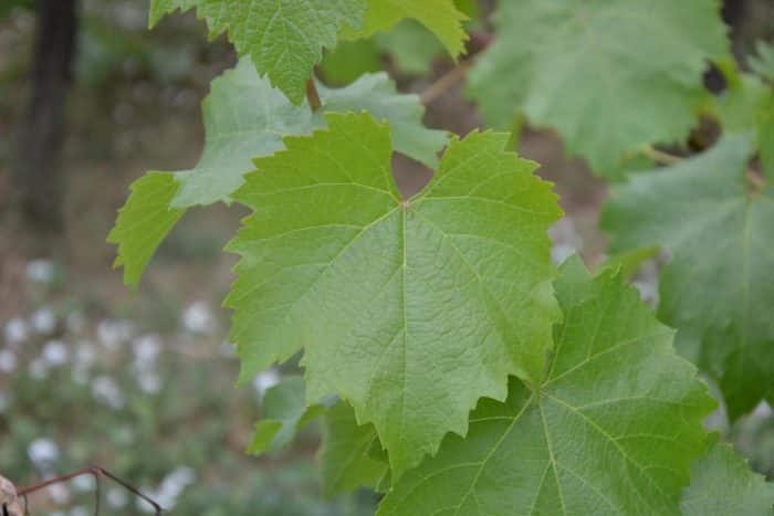 Morfologi daun anggur