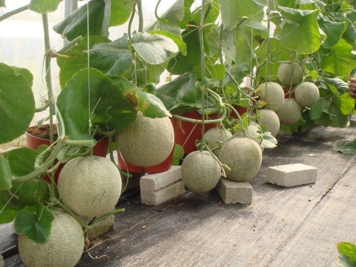 Nutrisi untuk Tanaman Melon Hidroponik