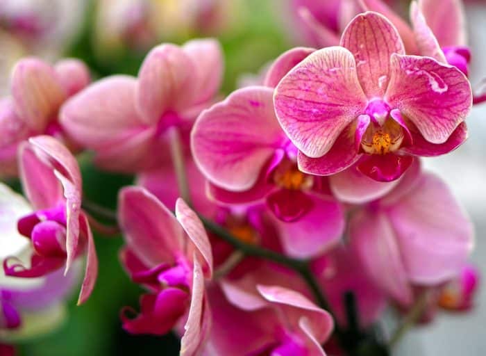 36+ Contoh Tanaman Bunga Monokotil Kekinian - Informasi Seputar Tanaman