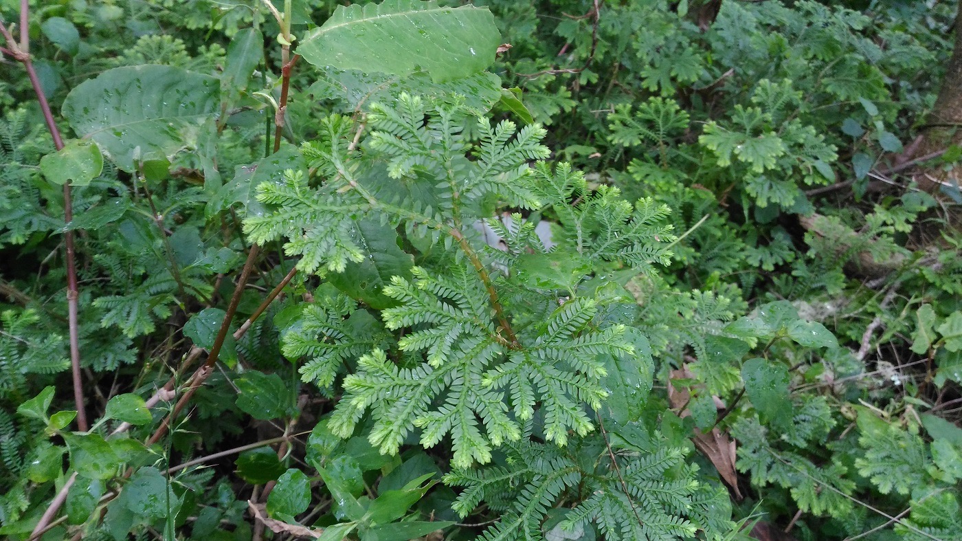 Paku Gunung - Thegorbalsla