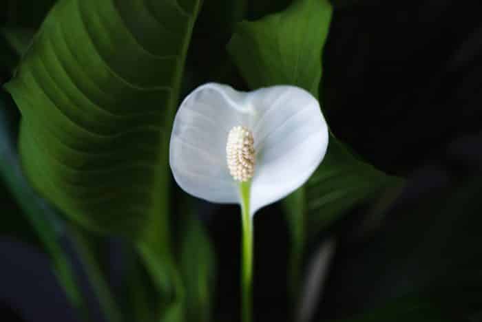 7. Peace Lily