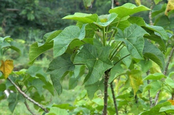 5 Tanaman Jarak (Manfaat Dan Cara Budidaya)