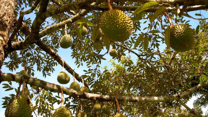 Pemilihan Lokasi Tanam Buah Durian