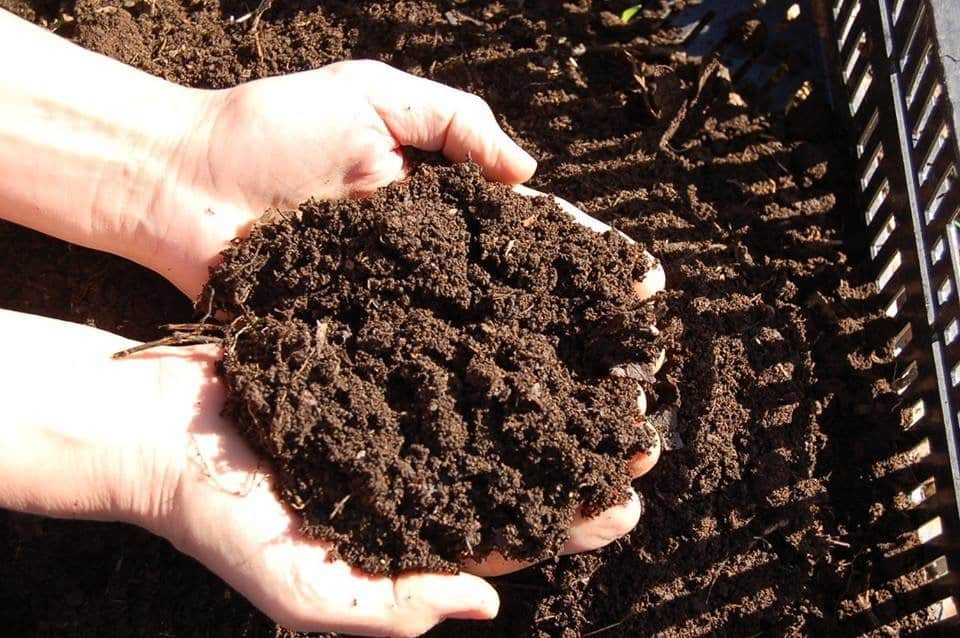 Pemupukan Tanaman Kacang Hijau Thegorbalsla pemupukan-tanaman-kacang-hijau-thegorbalsla