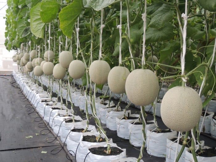 Persemaian Tanaman Melon Hidroponik