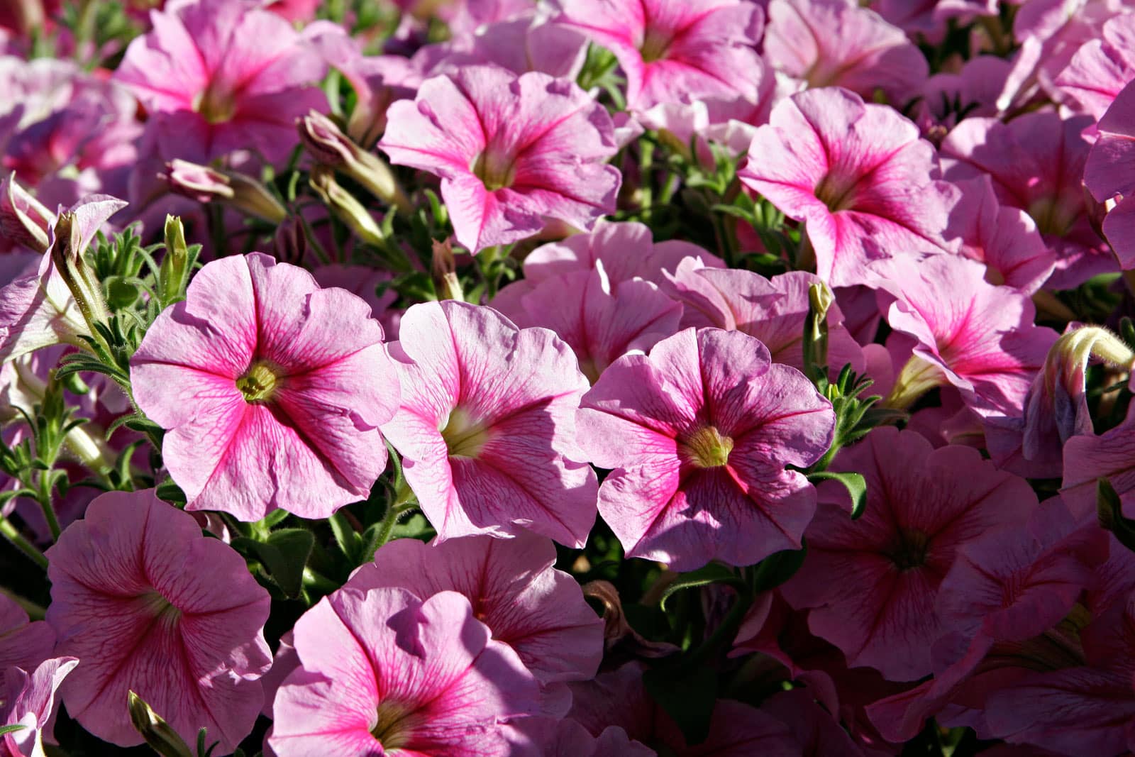 Petunia - Thegorbalsla