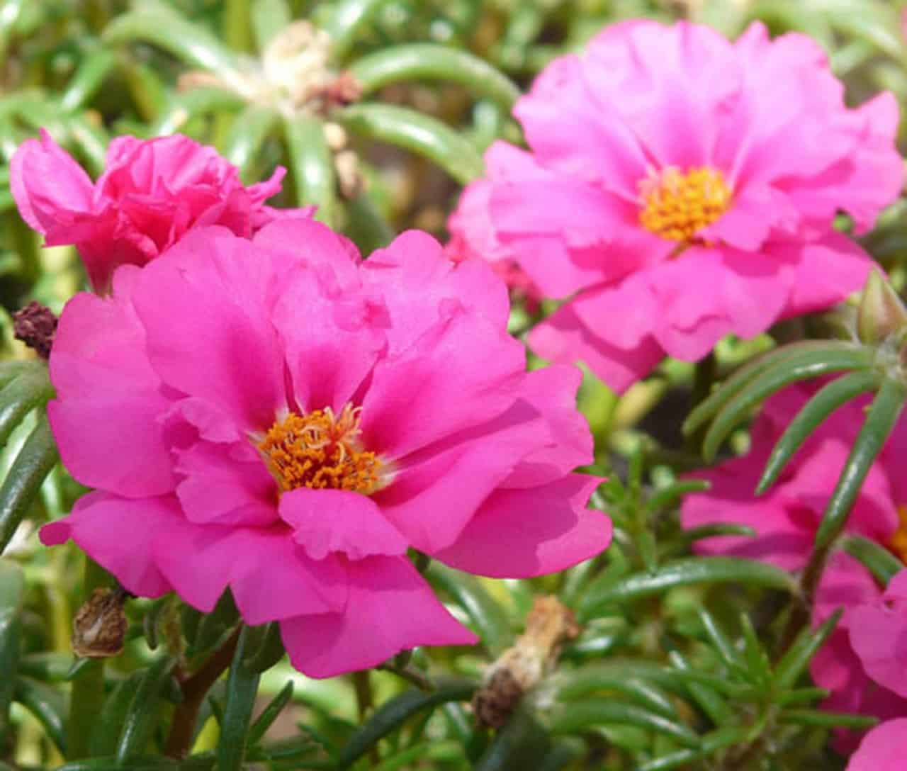 Portulaca - Thegorbalsla