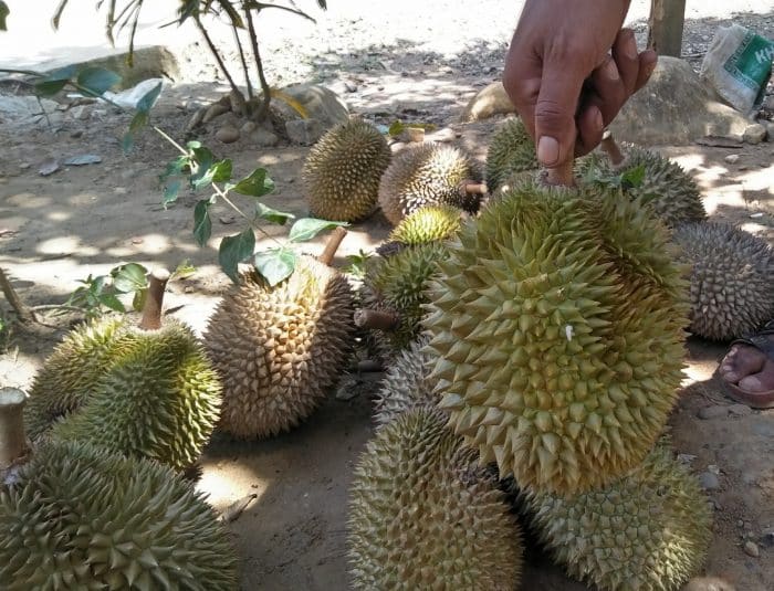Proses Panen Buah Durian