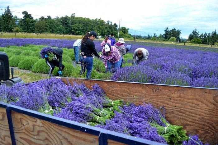 Proses Pemanenan Tanaman Hisa “Bunga Lavender”