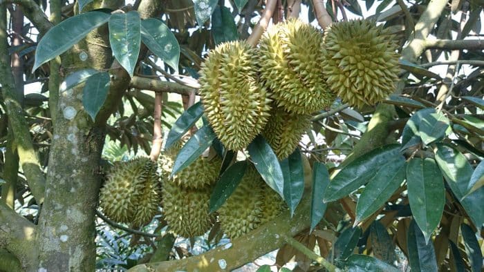 Proses Perawatan Tanaman Durian