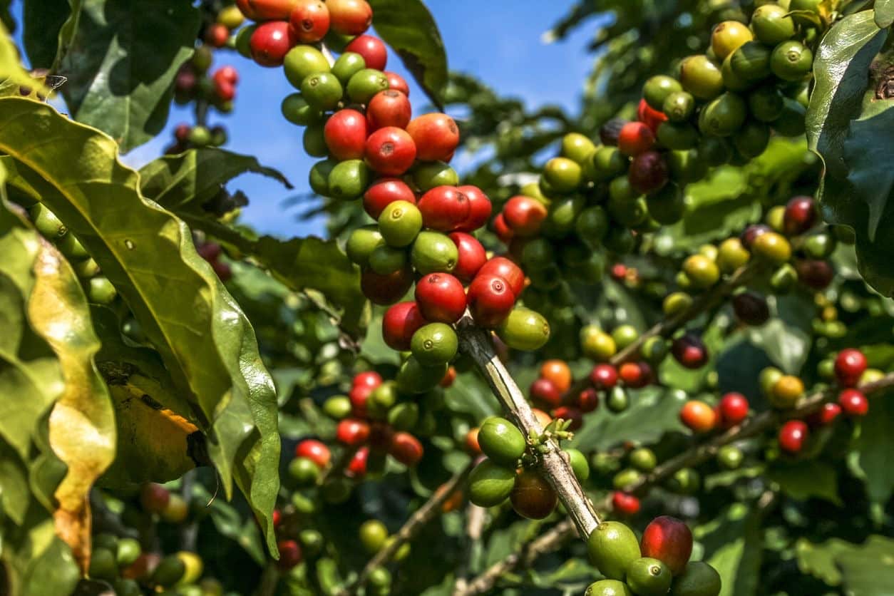  Sejarah Tanaman Kopi  Thegorbalsla