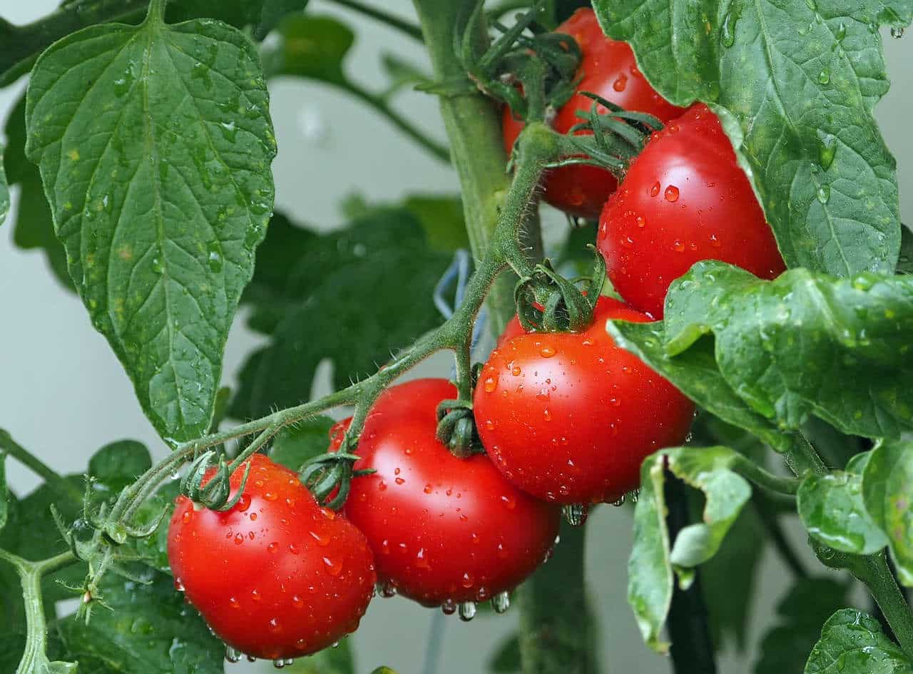 Sejarah Tanaman Tomat - Thegorbalsla