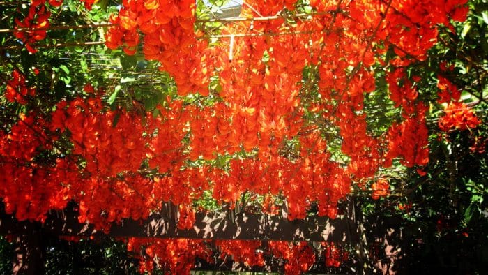 5 Tanaman Merambat (Lengkap dengan manfaat, cara menanam)