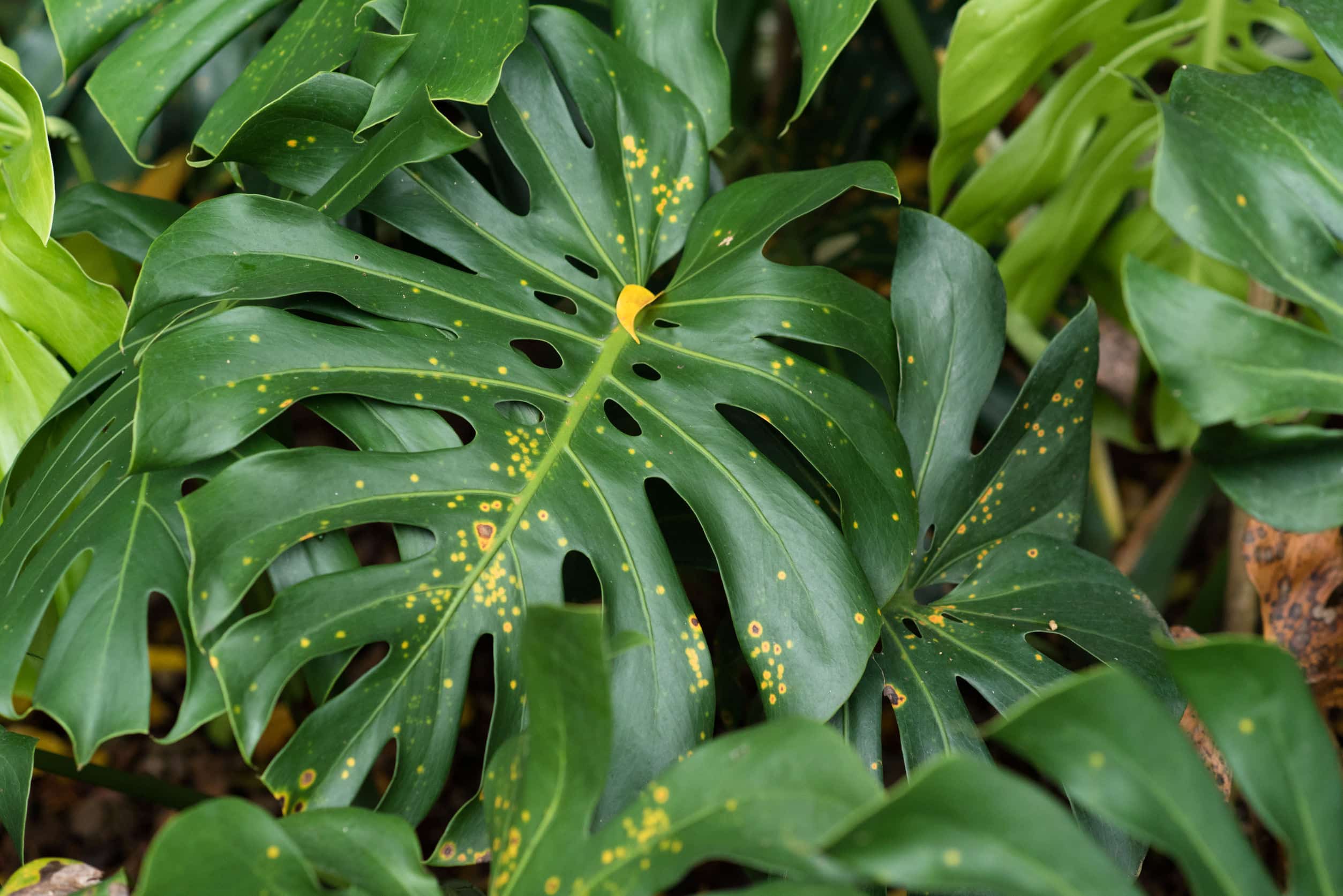 Tanaman Hias Philodendron - Thegorbalsla