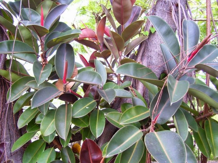 Tanaman Karet (Ficus Elastica)