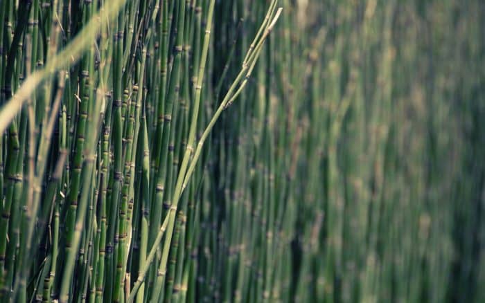 Tanaman Rumput Bambu