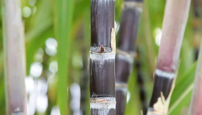 Tebu Hitam Tebu Hitam