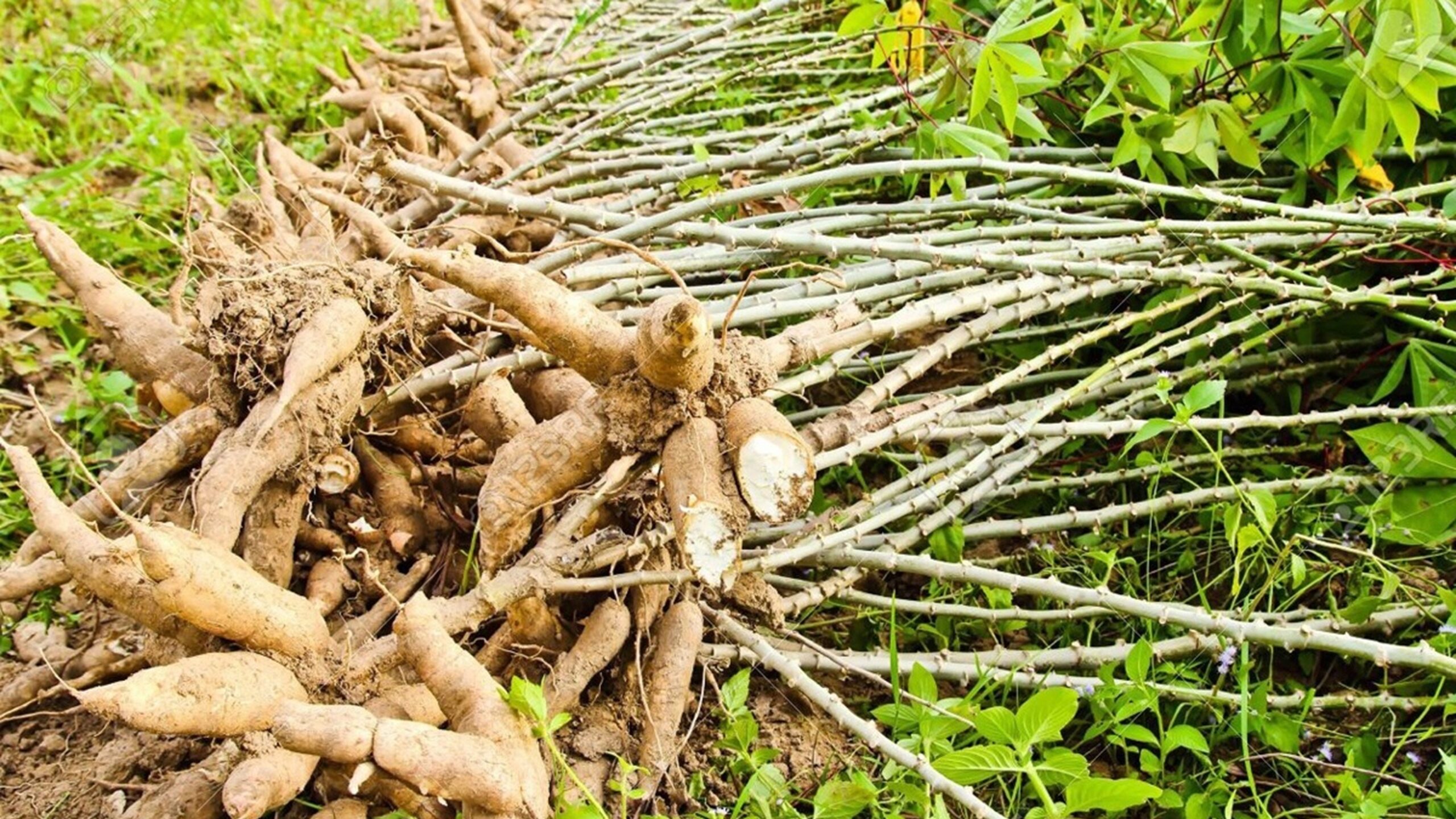 Teknik Budidaya Tanaman Pangan Agar Mendapatkan Hasil Maksimal