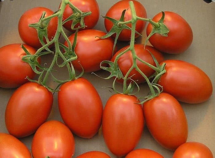 Tomat Plum