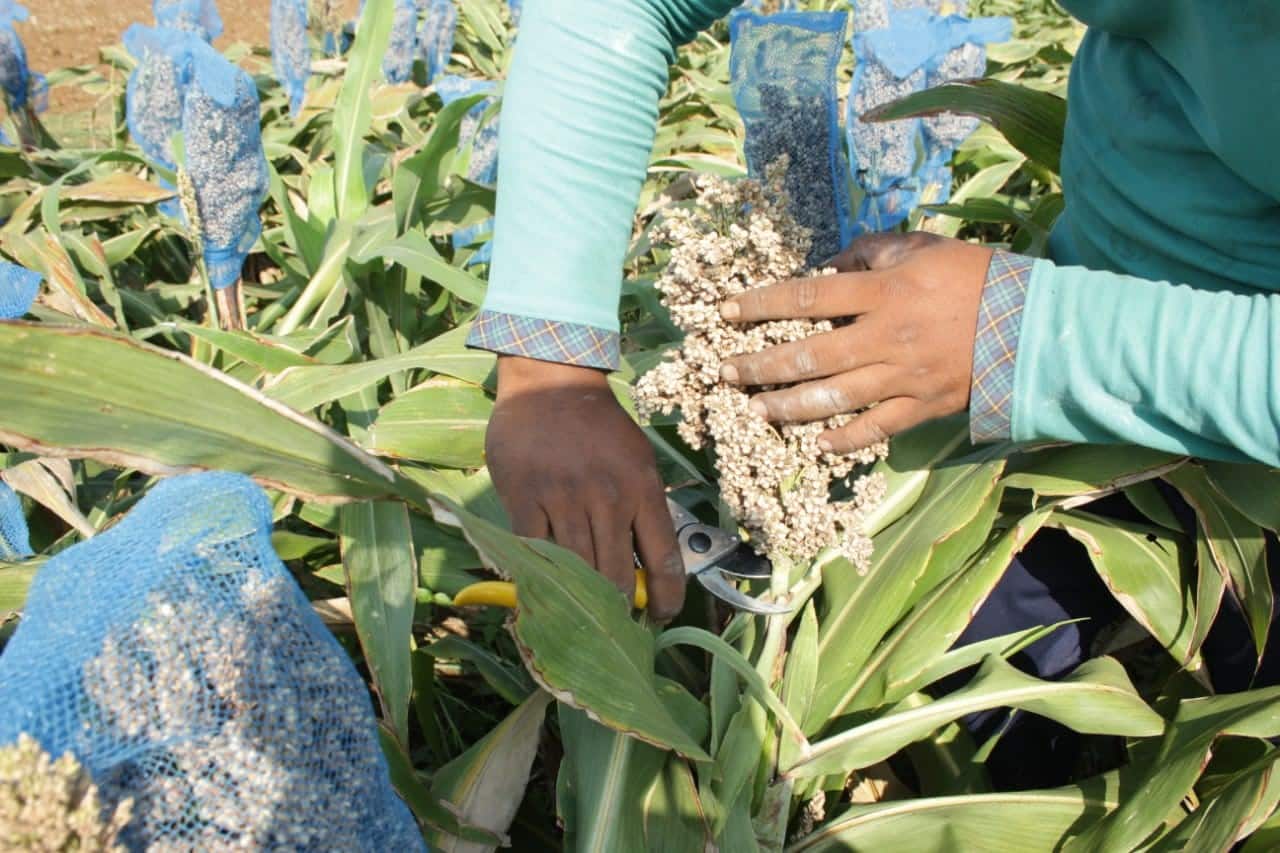 Varietas Sorgum  Pahat Thegorbalsla