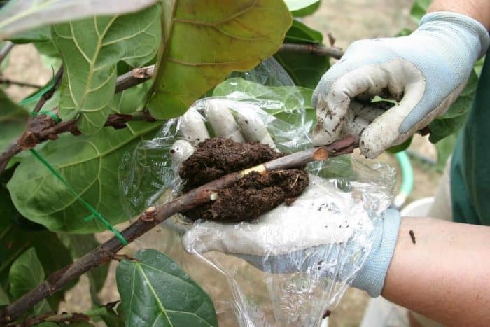 Akar Tunggang Tanaman Sebelum Ditanam Dalam Pot Dipotong 