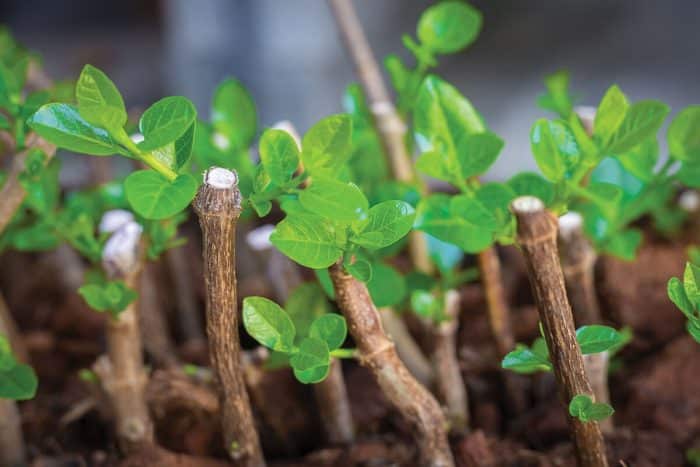 Tanaman Hias Vegetatif Raup Untung Milyaran