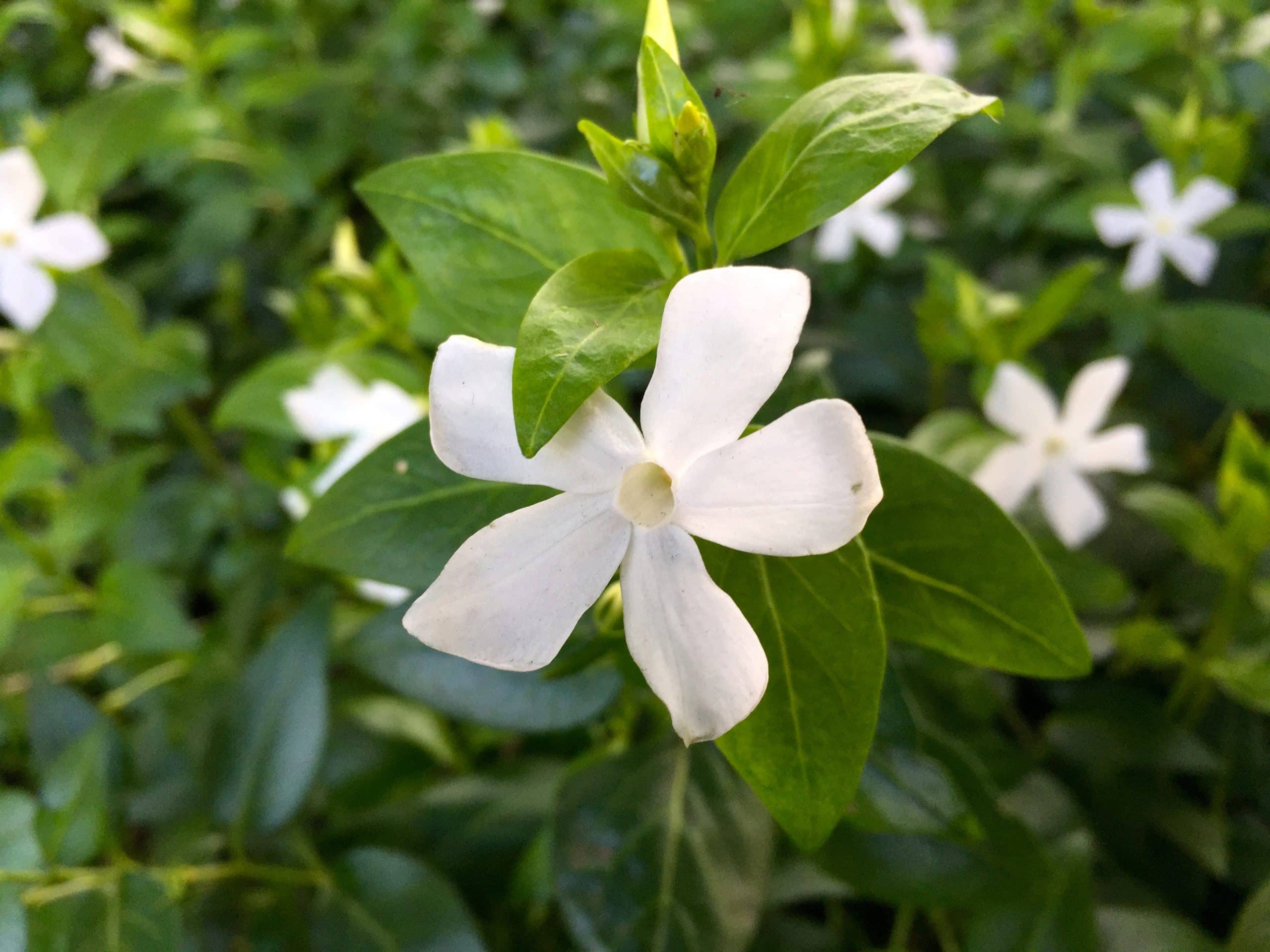 Vinca Difformis - Thegorbalsla