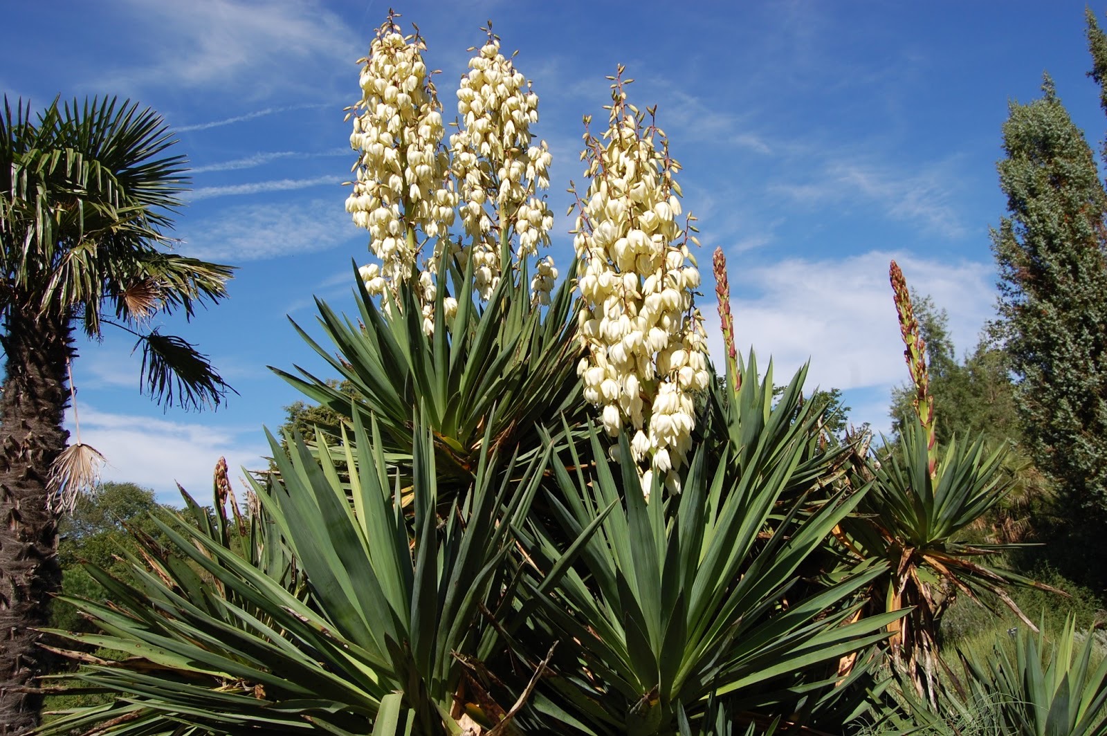 Yucca extract for plants