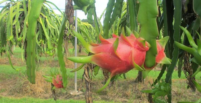 Cara Menanam Buah Naga Agar Cepat Berbuah Untuk Pemula