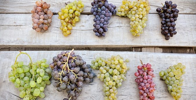 12 Cara Menanam Anggur Lengkap Beserta Gambar Dengan Deskripsi