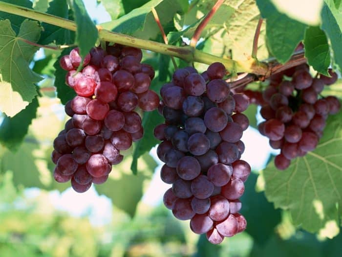 cara menanam anggur dari biji