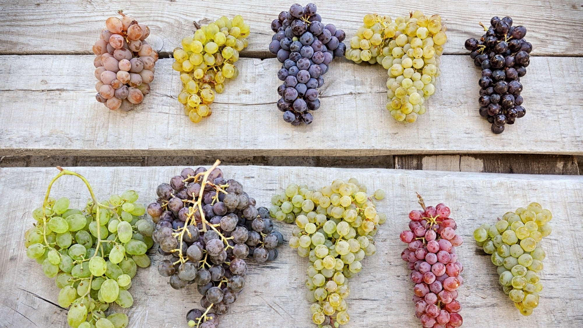12 Cara Menanam Anggur (Lengkap beserta gambar dengan deskripsi)